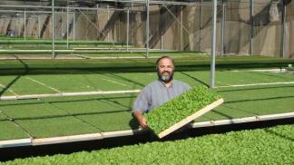 Uzgajanje zelenila za prodaju kod kuće kao posao Uzgajanje zelenila zimi kao posao