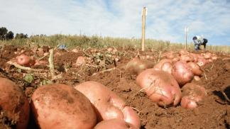 Kako pokrenuti vlastiti posao uzgoja krompira